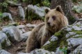 /album/galleria-fotografica/orso-bruno-30052016-422-2-jpg/